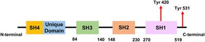 Fyn, an important molecule in the brain, is a potential therapeutic target for brain tumours